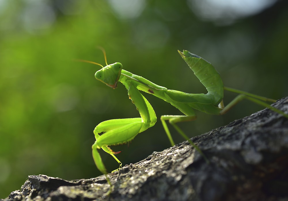 praying mantis