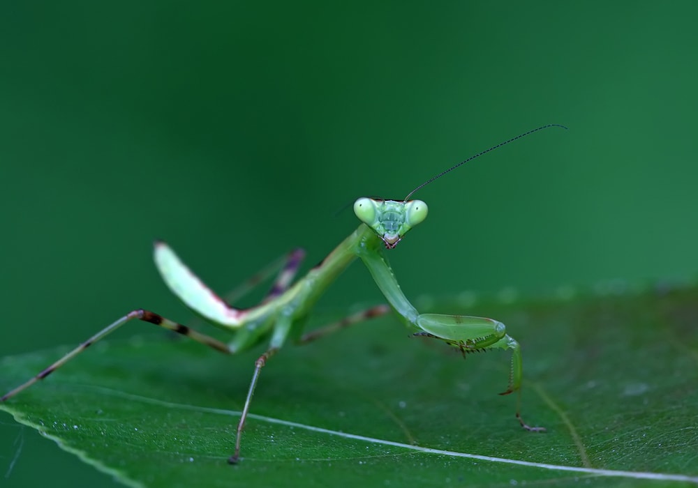 praying mantis