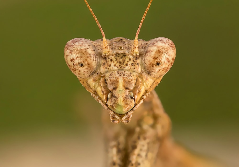 praying mantis