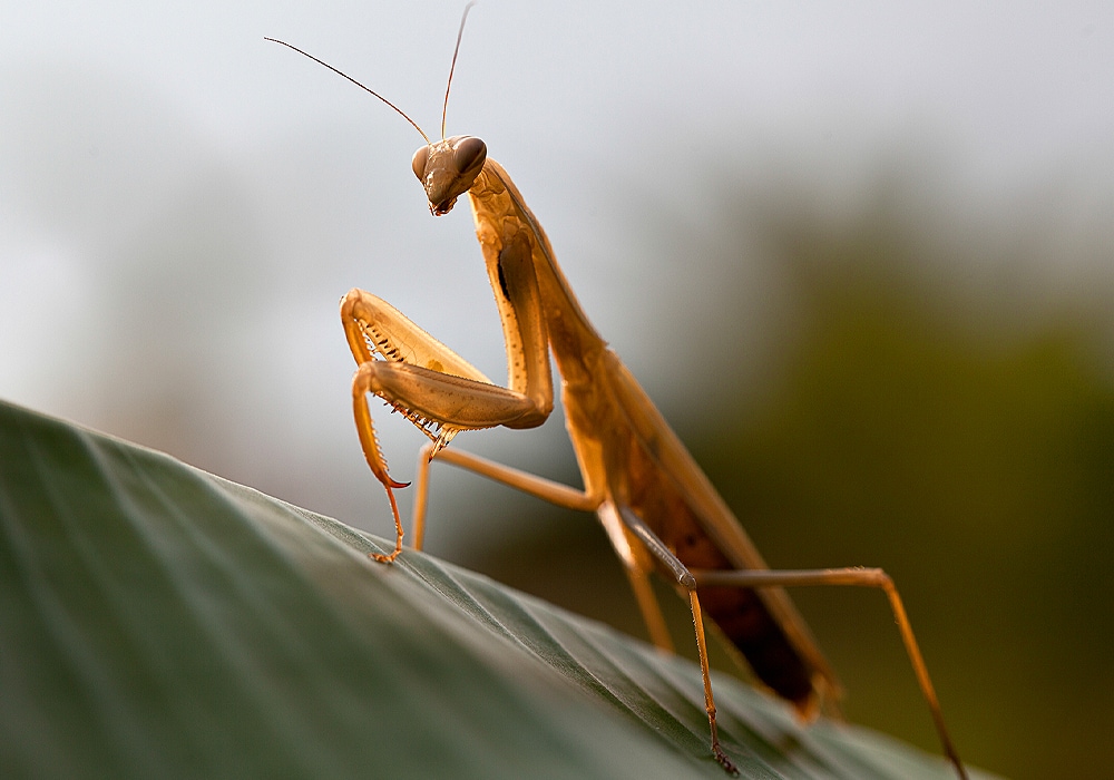 praying mantis