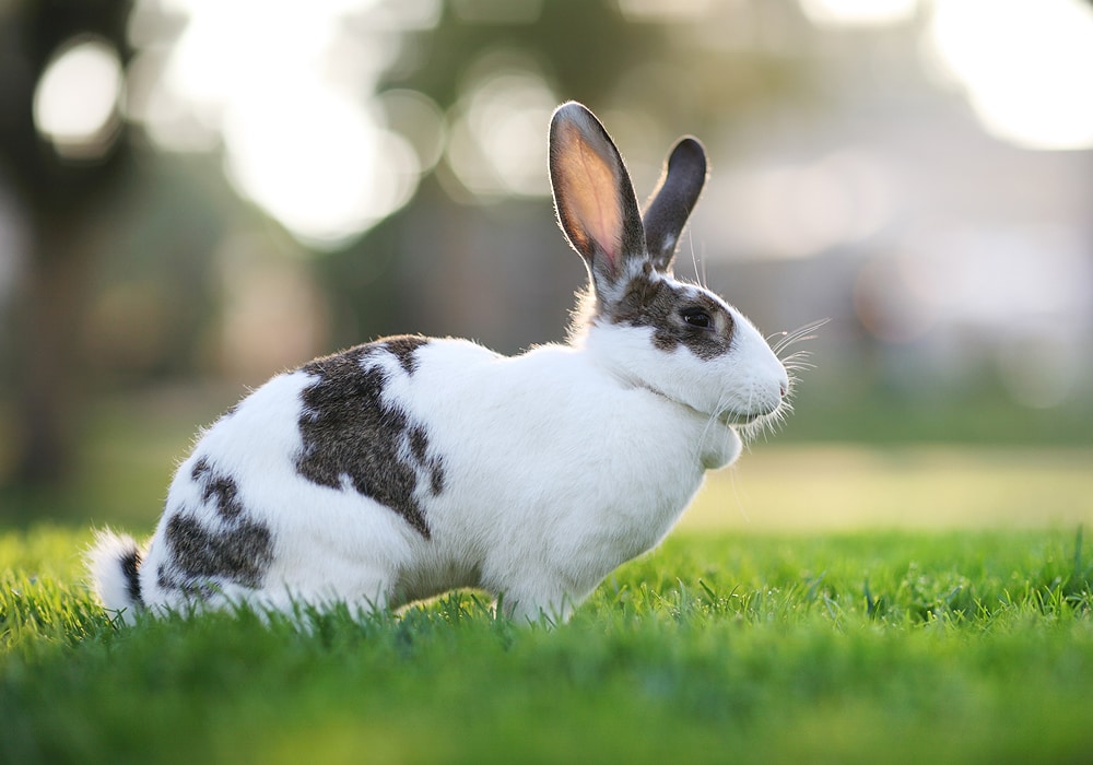 rabbit-symbolism-meaning-totem-spirit-omens-world-birds