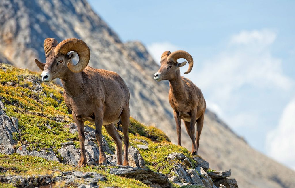 two rams on the field