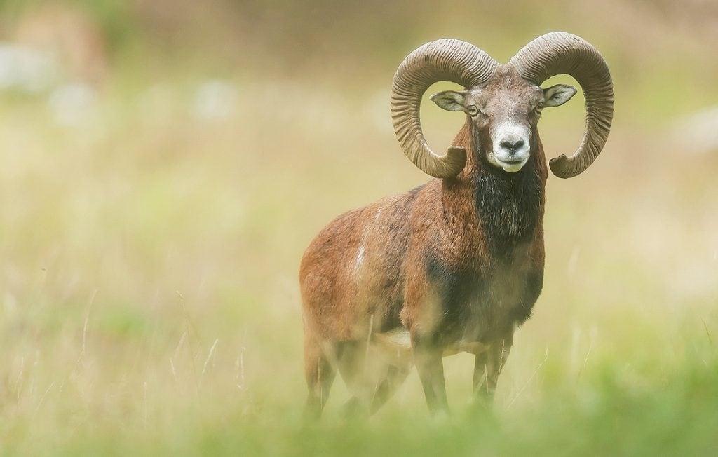 ram on the field