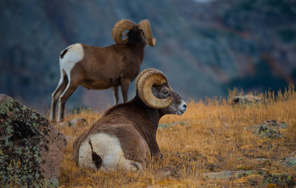 two rams on the field