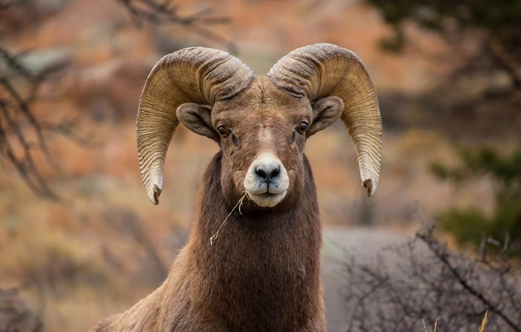 ram animal head