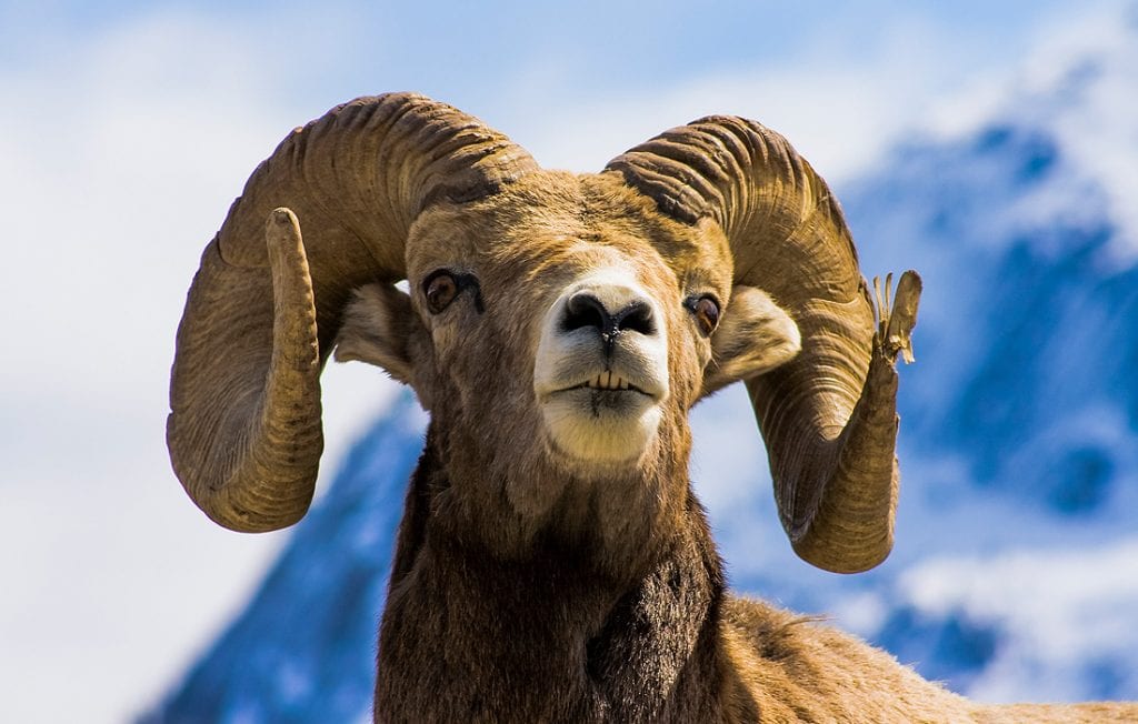 ram animal head