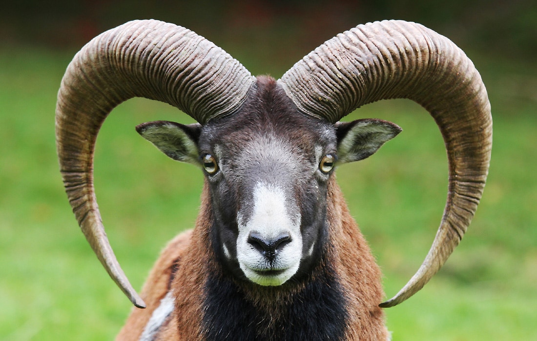 bighorn ram charging