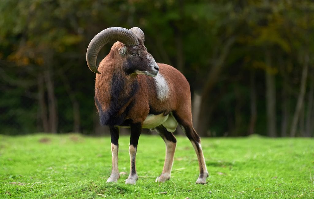 ram on the field