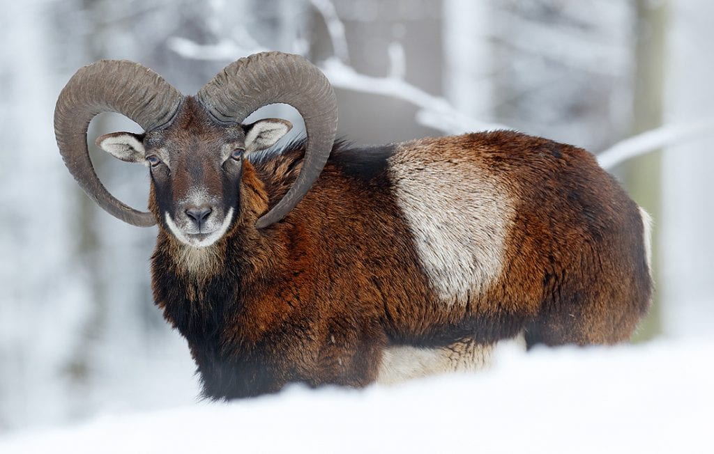 Ram Totem - What it tells us - Native American Totems