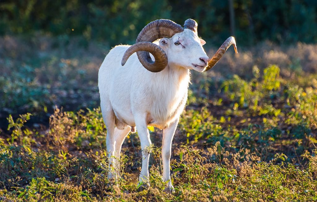 ram on the field