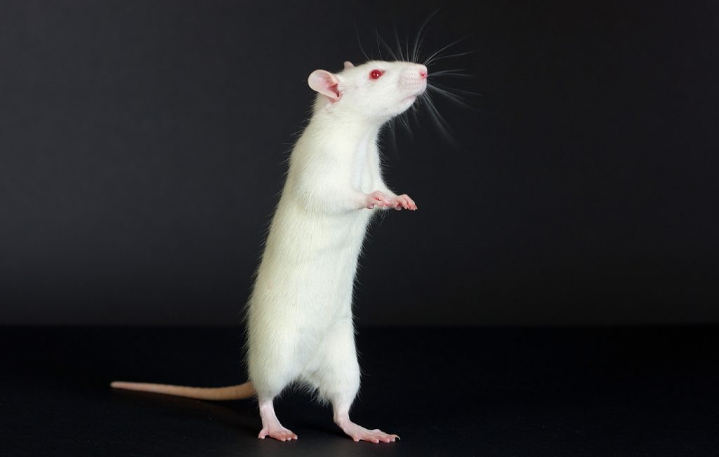 white rat on a black background