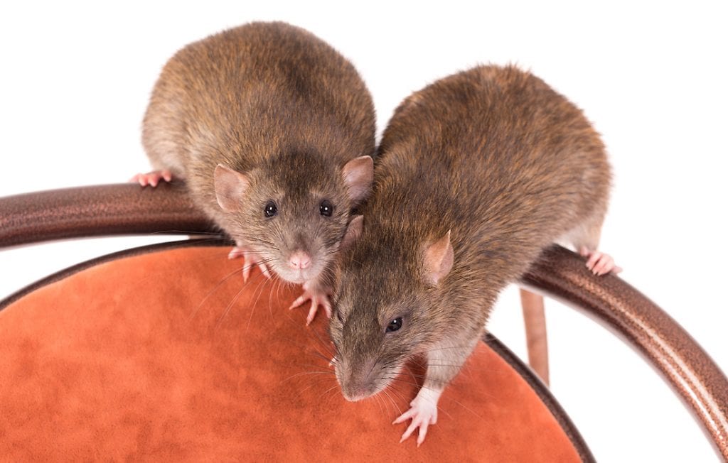 two rats on a white background