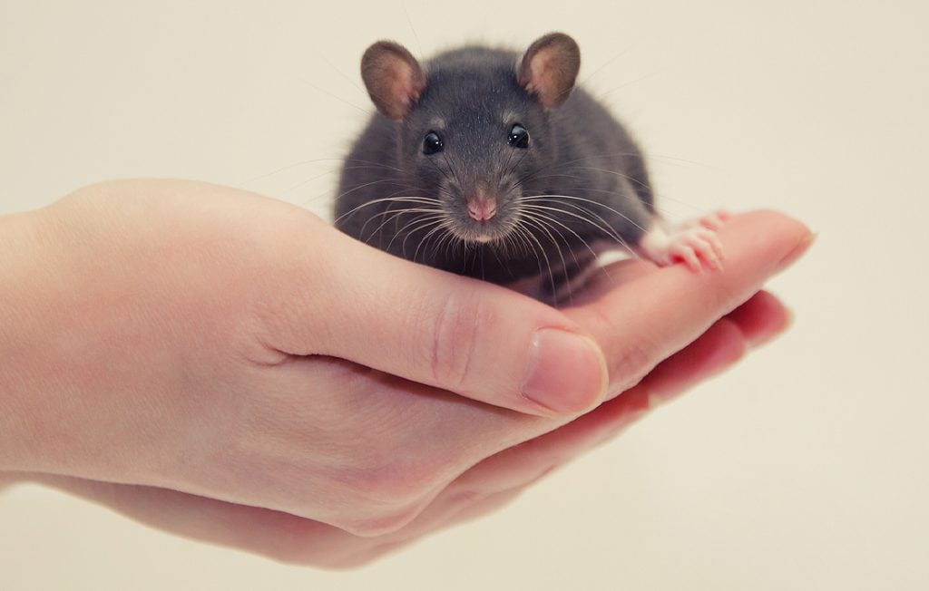 rat sitting on a hand