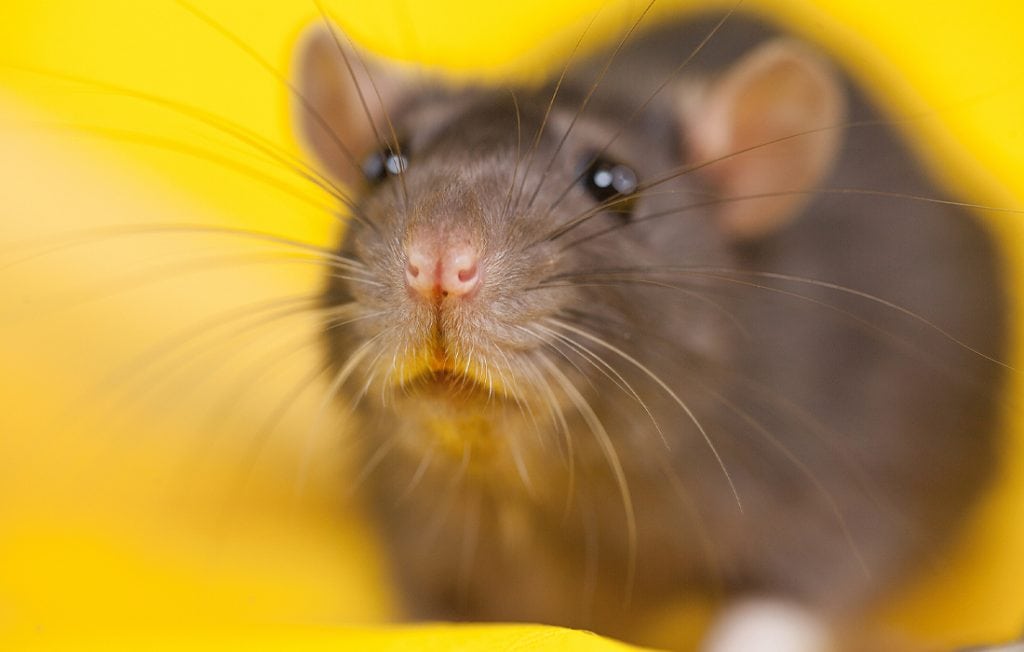 rat portrait