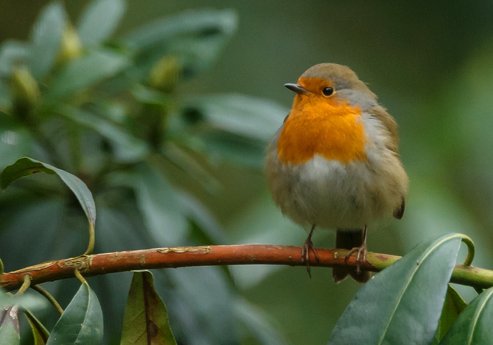 Do Robin Bird Sightings Have Meaning? - Birds and Blooms