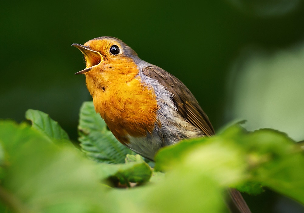 Do Robin Bird Sightings Have Meaning? - Birds and Blooms