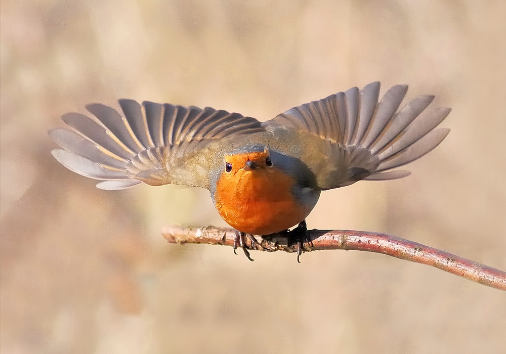 american robin tattoo