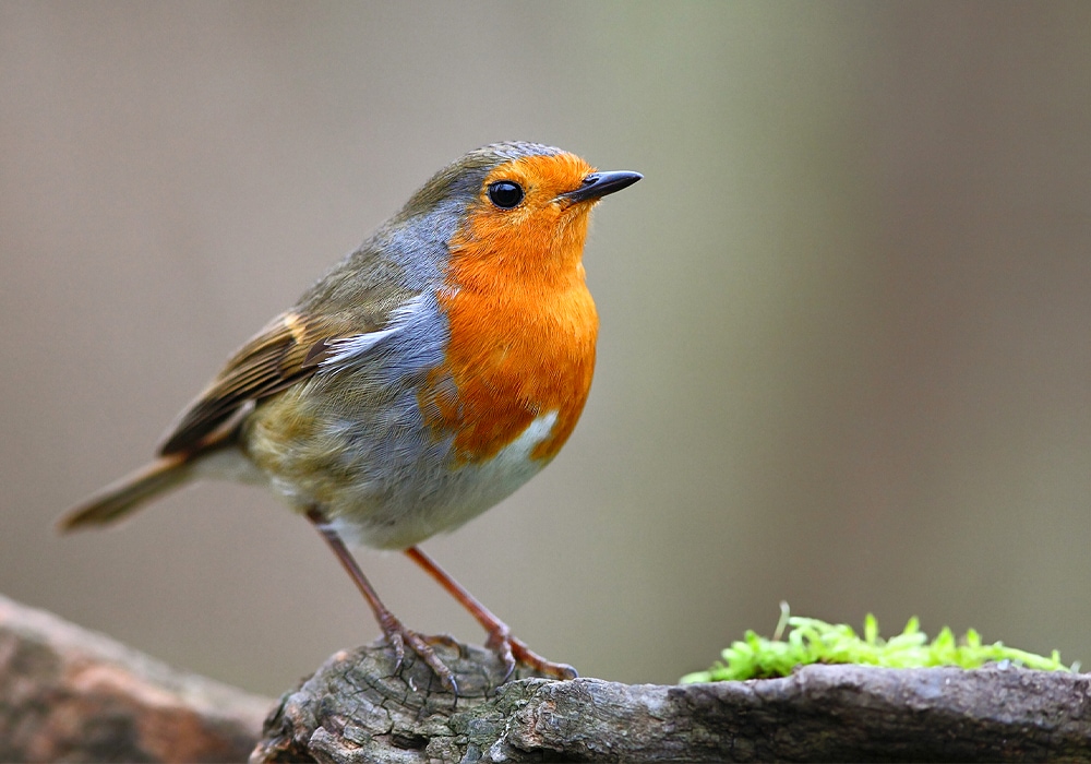 Robin crowned as UK's national bird: It's aggressive, vicious, but