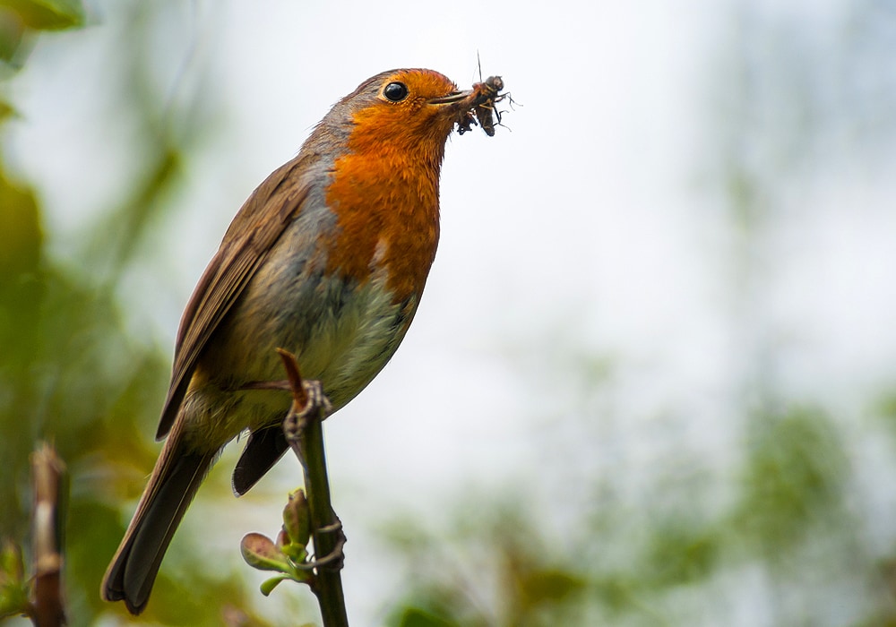 Do Robin Bird Sightings Have Meaning? - Birds and Blooms