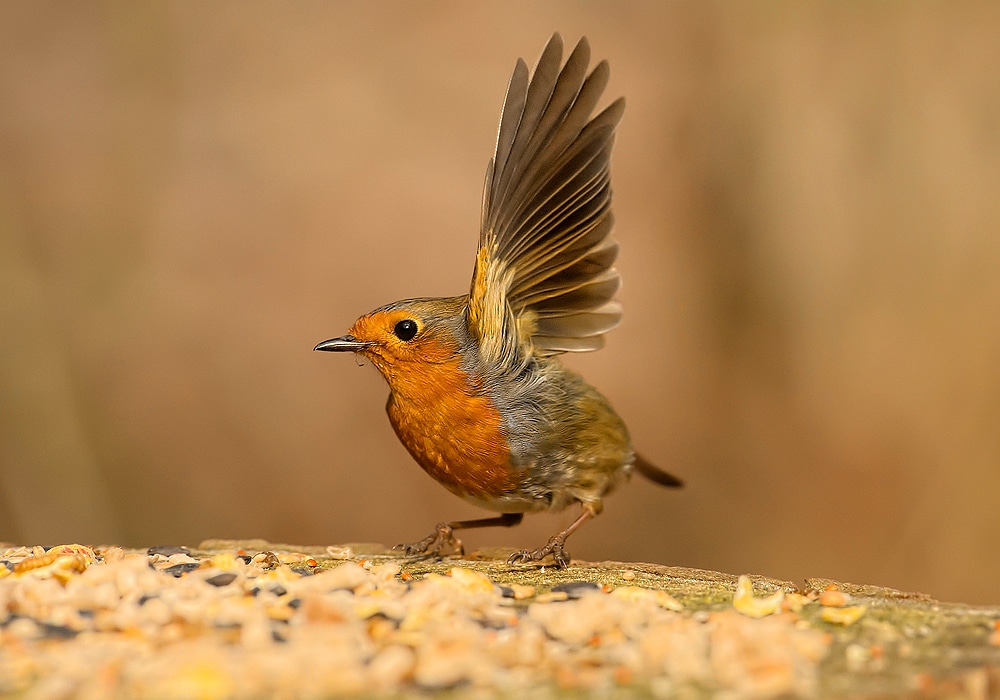 american robin tattoo