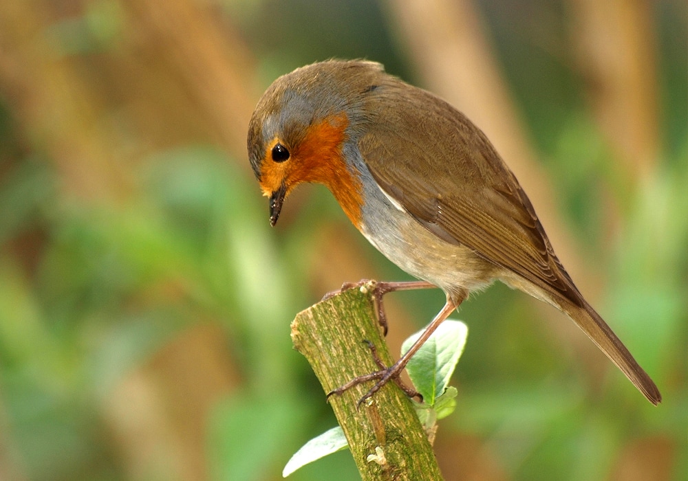 Do Robin Bird Sightings Have Meaning? - Birds and Blooms