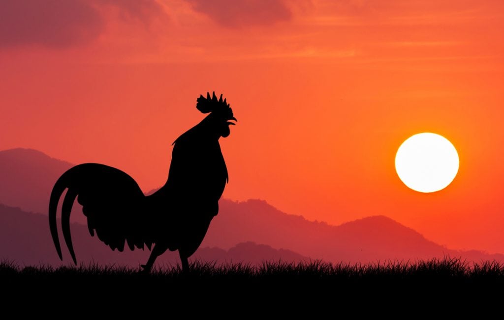 rooster in front of a sunset