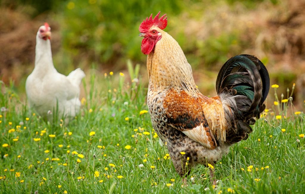 two roosters standing