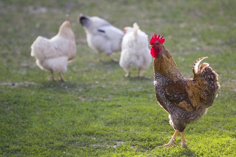 rooster and chickens