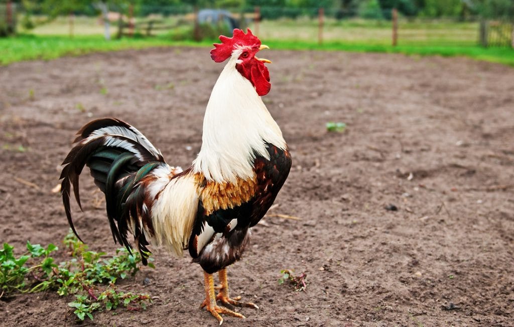 rooster standing