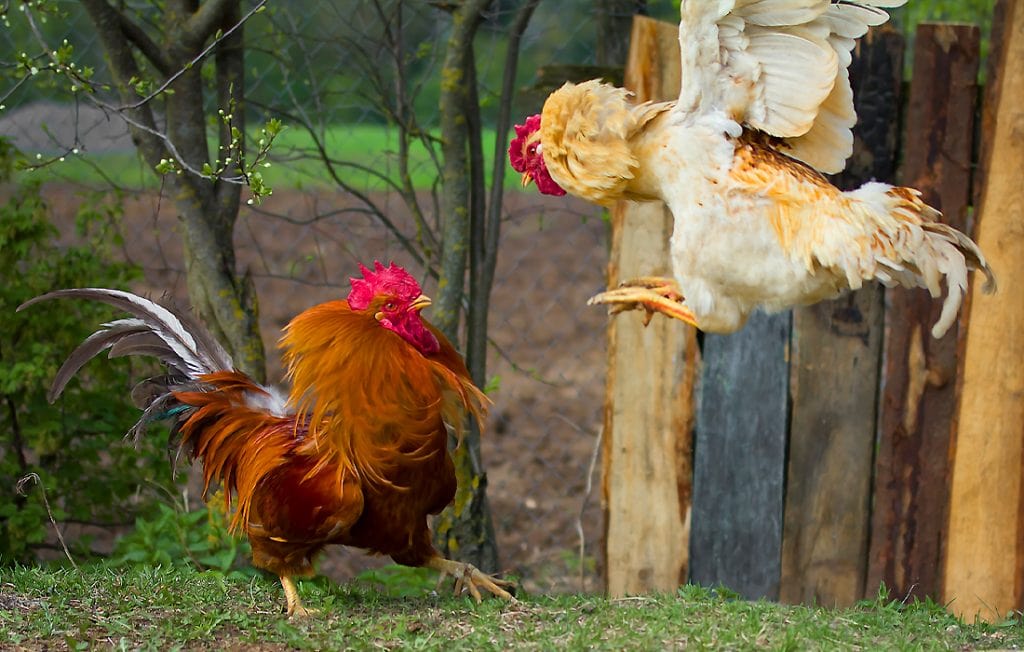 rooster fight