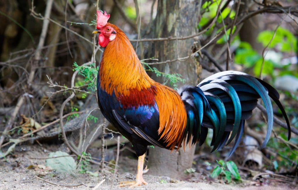 rooster standing