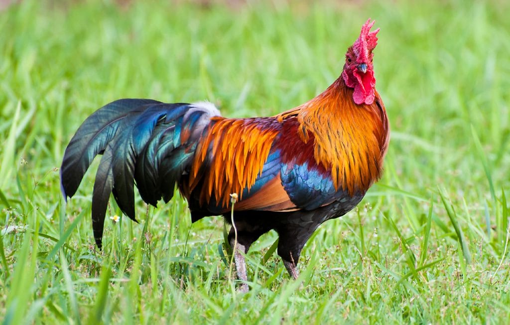 rooster standing