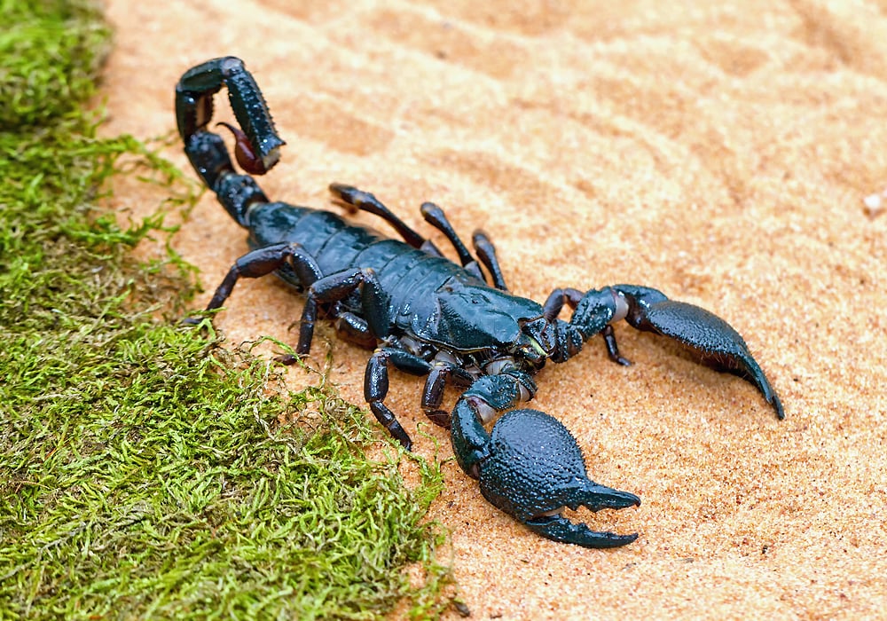 Scorpion Symbolism & The Meaning Of An Scorpion Spirit Animal