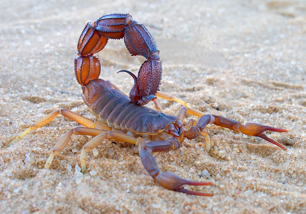 scorpion