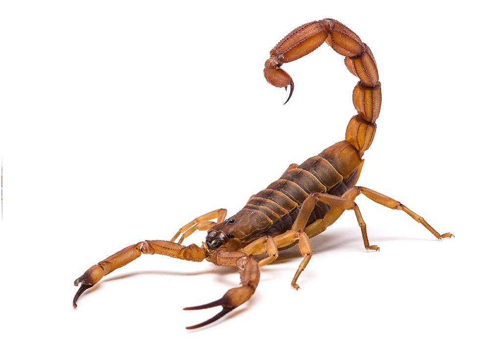 scorpion symbol meaning