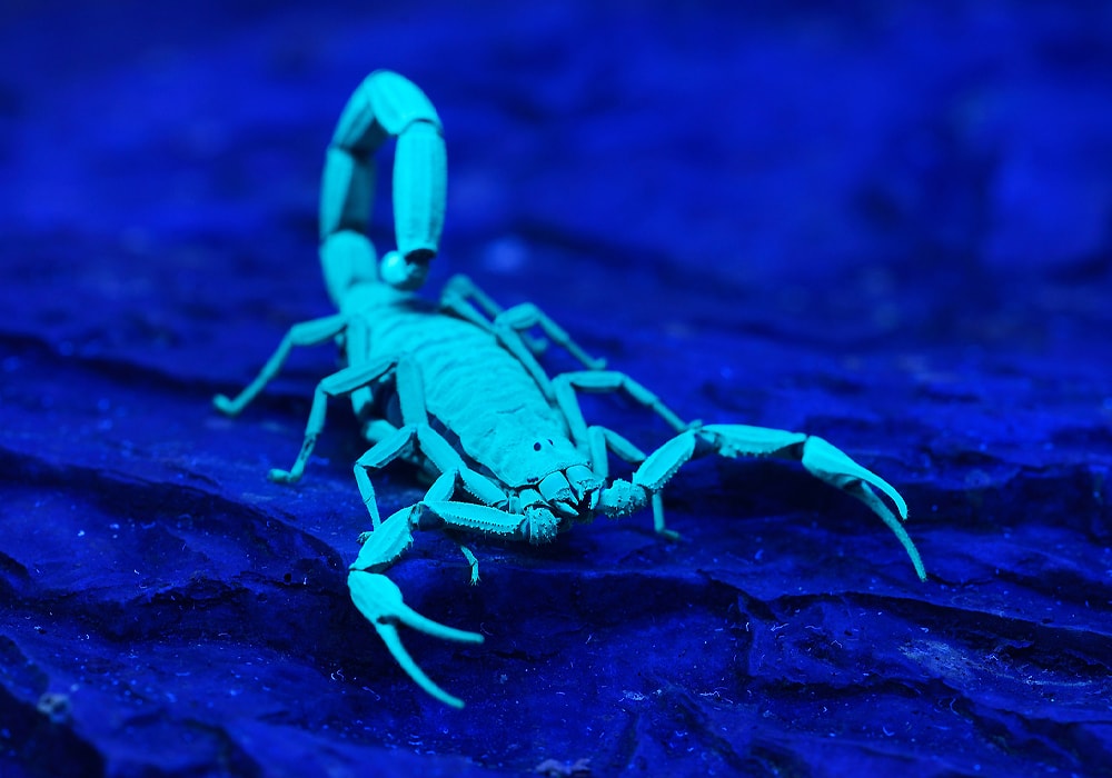 Scorpion ScorpionExo :