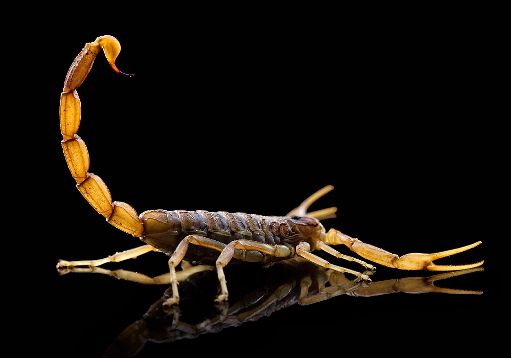 Scorpion Symbolism & Meaning (+Totem, Spirit & Omens) - World Birds