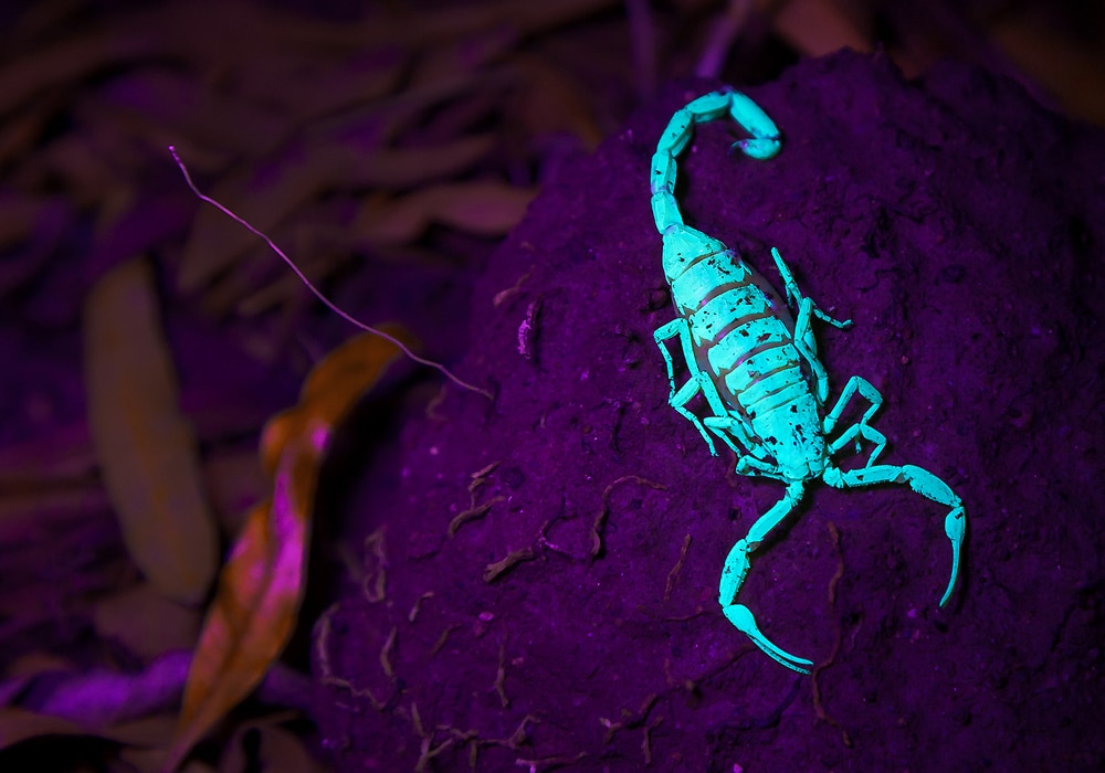 Scorpion Symbolism & The Meaning Of An Scorpion Spirit Animal