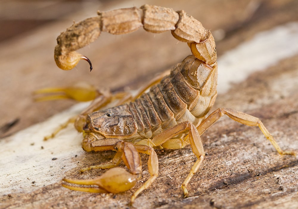 scorpion