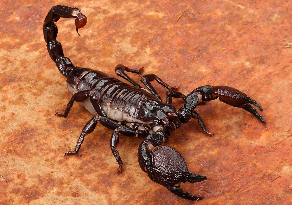 scorpion