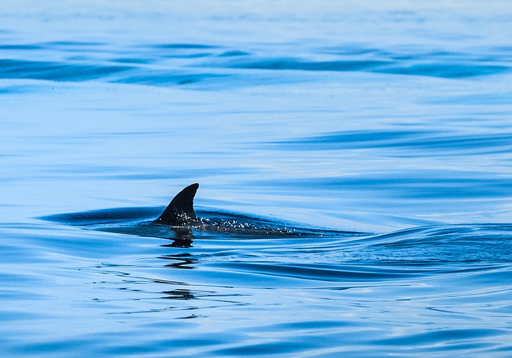 shark in water