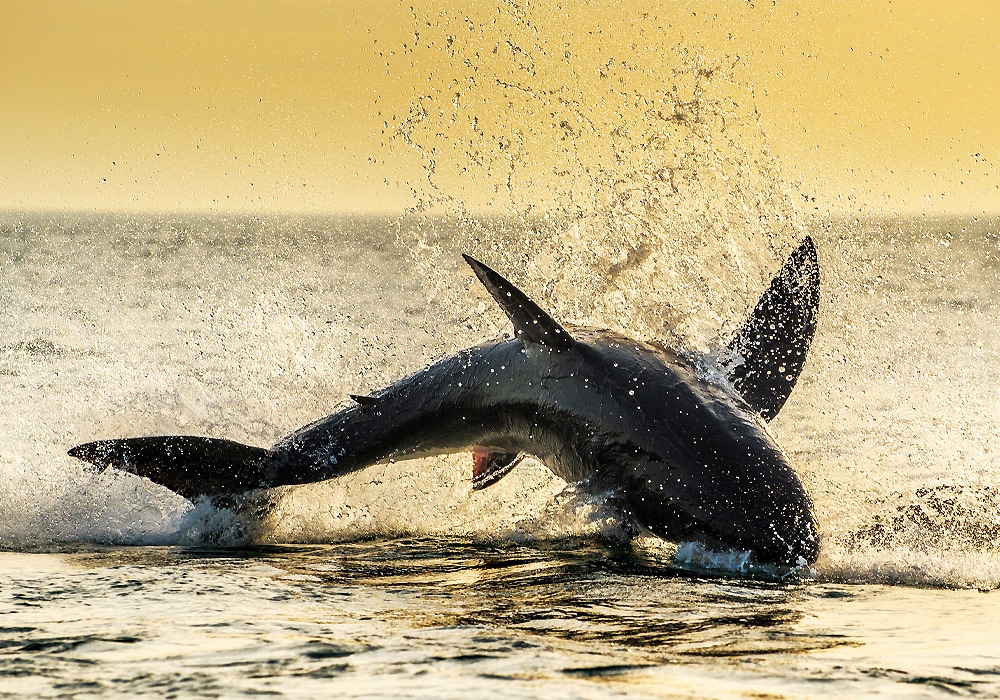 shark in water