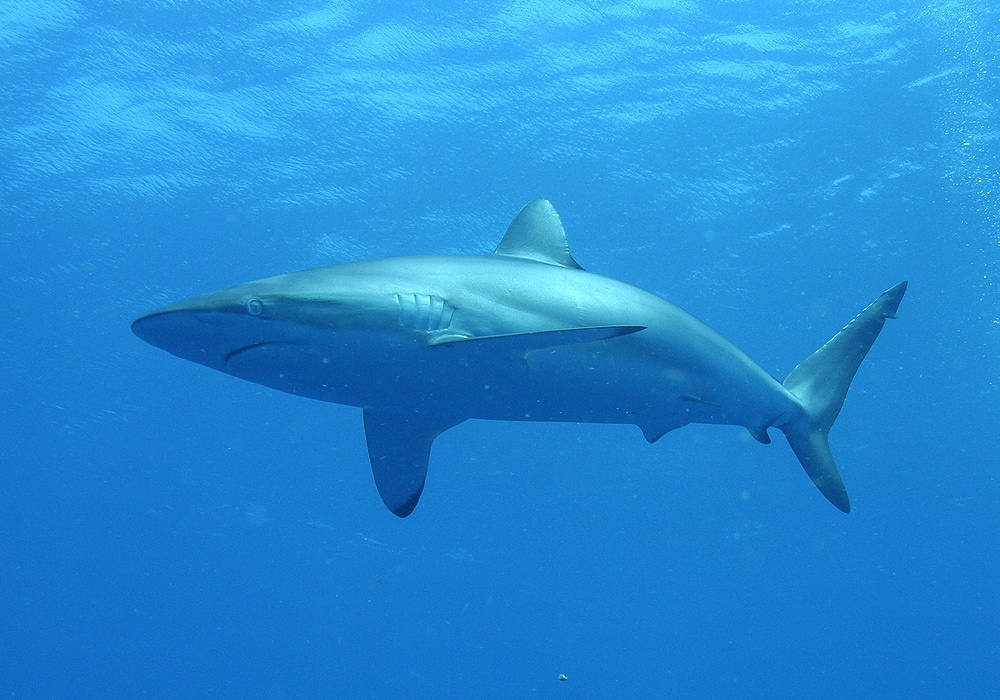 shark in water