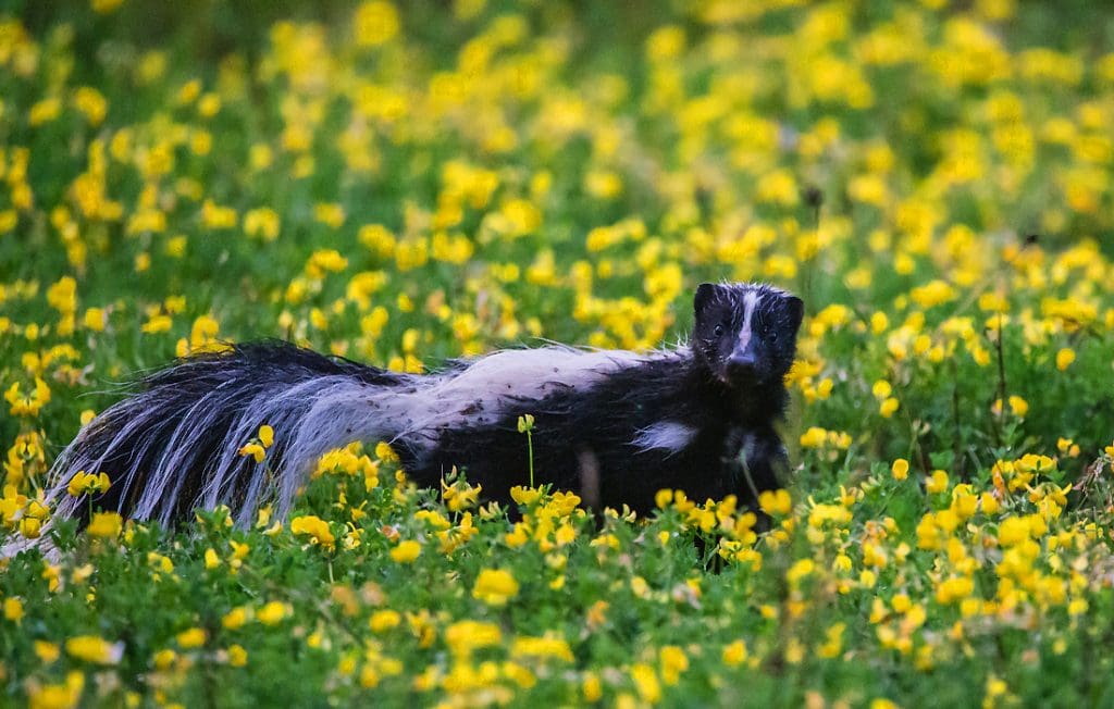 skunk on the grass