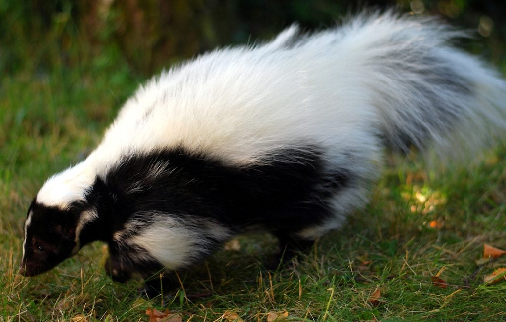 skunk on the ground