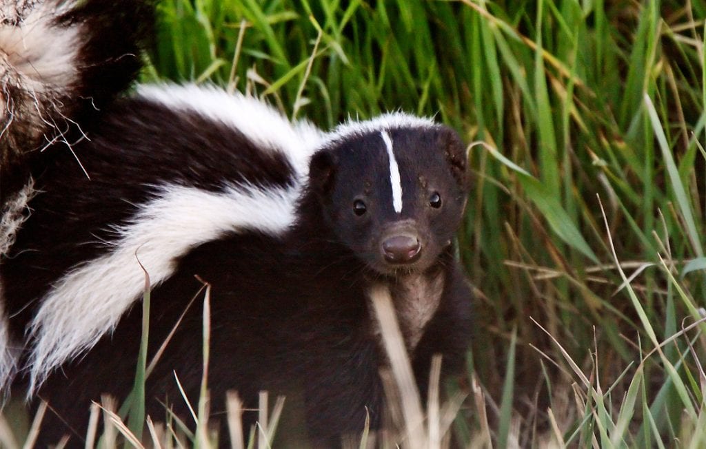 skunk on the ground