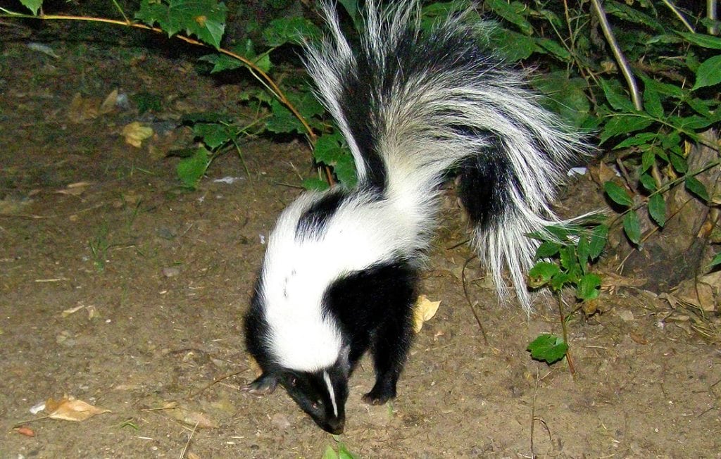 skunk on the ground