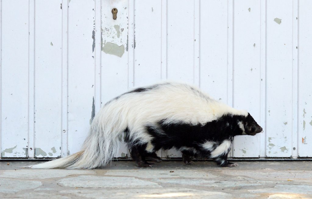 skunk on the ground