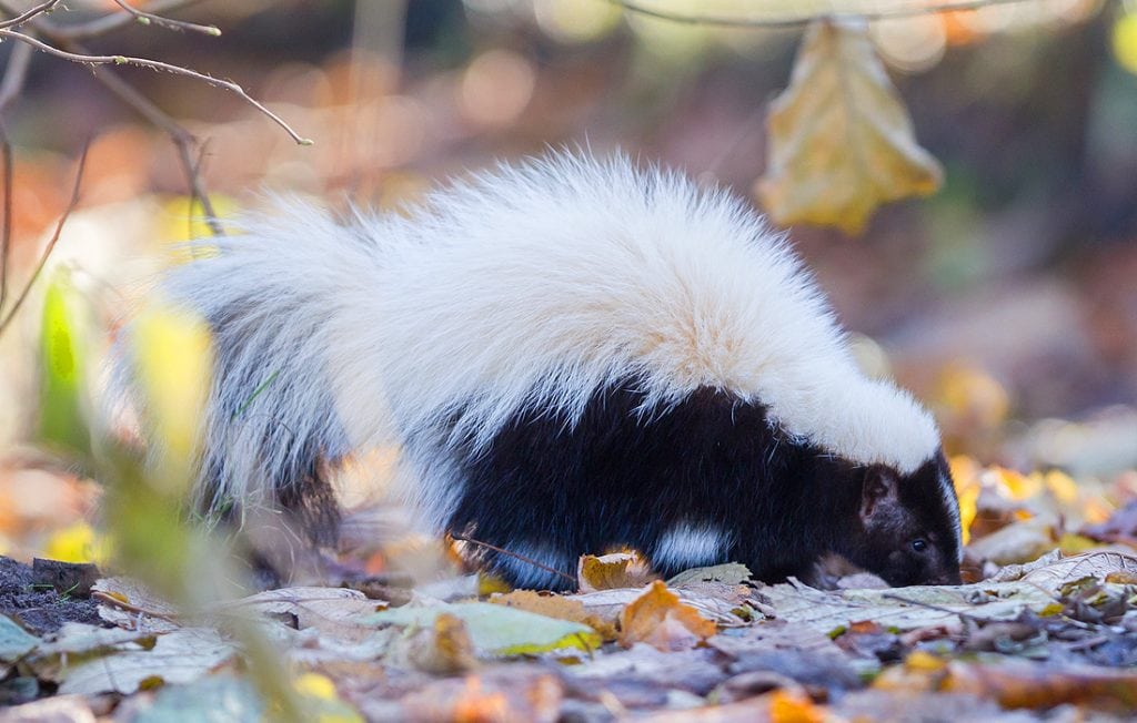 skunk on the ground