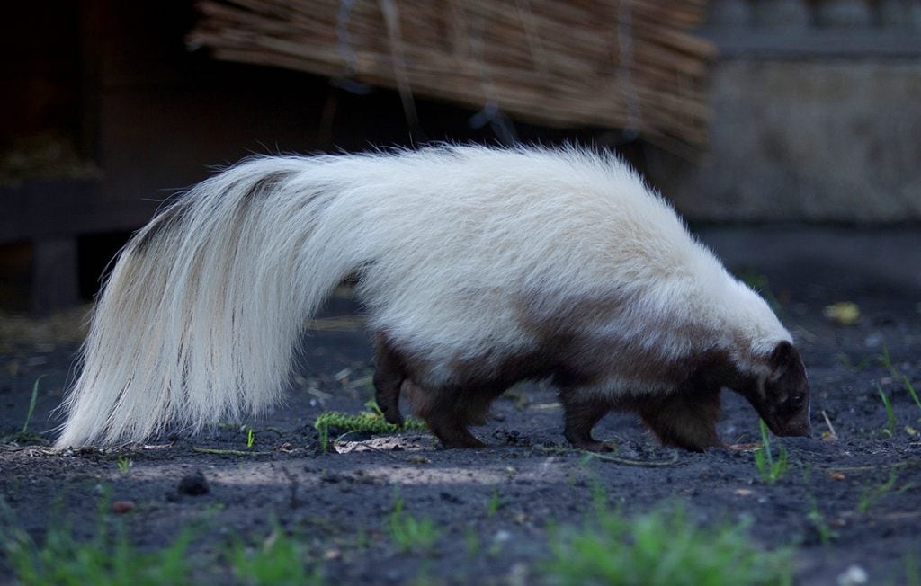 skunk on the ground